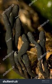 Attēlu rezultāti vaicājumam “Xylaria longipes”