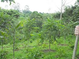 Attēlu rezultāti vaicājumam “Juglans”