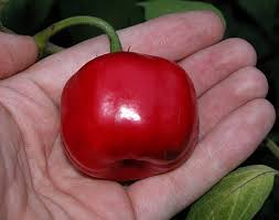 Afbeeldingsresultaat voor red rocoto hot pepper