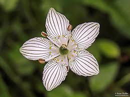 Attēlu rezultāti vaicājumam “Hymenostylium recurvirostrum macro”