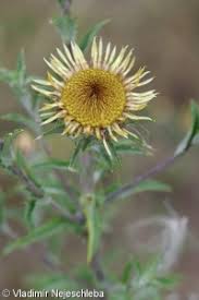 Attēlu rezultāti vaicājumam “Carlina biebersteinii fruit”