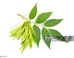 Attēlu rezultāti vaicājumam “Fraxinus excelsior”