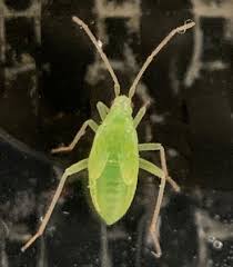 Attēlu rezultāti vaicājumam “Licea pygmaea macro”