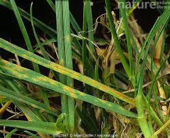 Attēlu rezultāti vaicājumam “Puccinia coronata”