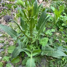 Attēlu rezultāti vaicājumam “Bunias orientalis flower”