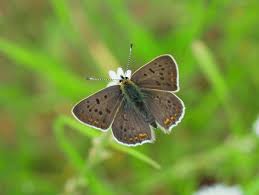 Attēlu rezultāti vaicājumam “Aricia artaxerxes  female”