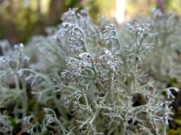 Attēlu rezultāti vaicājumam “Cladonia mitis”