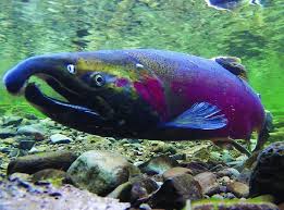 Image result for Oncorhynchus kisutch
