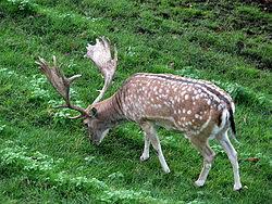 Attēlu rezultāti vaicājumam “Dama dama”