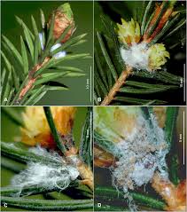 Attēlu rezultāti vaicājumam “Adelges laricis nymph”