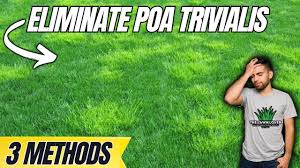 Attēlu rezultāti vaicājumam “Poa trivialis”