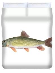 Image result for Moxostoma carinatum