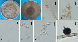 Attēlu rezultāti vaicājumam “Biscogniauxia marginata”