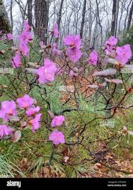 Attēlu rezultāti vaicājumam “Rhododendron sichotense flower”