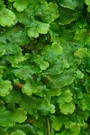 Attēlu rezultāti vaicājumam “Conocephalum salebrosum”