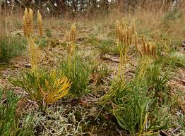 Attēlu rezultāti vaicājumam “Diphasiastrum tristachyum”