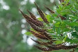 Attēlu rezultāti vaicājumam “Dactylorhiza russowii bud”