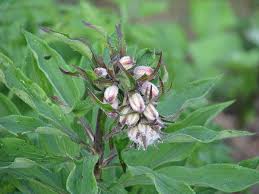 Attēlu rezultāti vaicājumam “Lilium martagon bud”