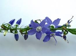 Image result for Campanula americana