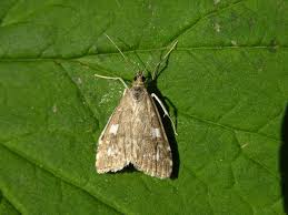 Attēlu rezultāti vaicājumam “Udea olivalis”