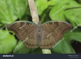 Attēlu rezultāti vaicājumam “Aphantopus hyperantus upperside”