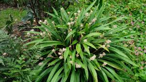 Attēlu rezultāti vaicājumam “Carex cespitosa flower”