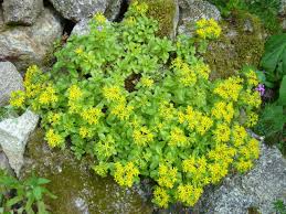 Attēlu rezultāti vaicājumam “Sedum aizoon”