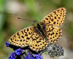 Attēlu rezultāti vaicājumam “Clossiana euphrosyne underside”