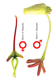 Attēlu rezultāti vaicājumam “Acer negundo female flower”