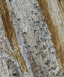 Attēlu rezultāti vaicājumam “Microcalicium disseminatum”