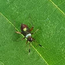 Attēlu rezultāti vaicājumam “Closterotomus biclavatus”