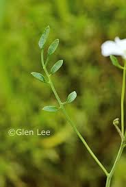 Attēlu rezultāti vaicājumam “Cardamine pratensis leaf”