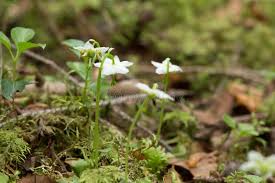 Attēlu rezultāti vaicājumam “Moneses uniflora leaf”