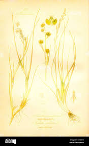 Attēlu rezultāti vaicājumam “Juncaginaceae”