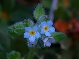 Attēlu rezultāti vaicājumam “Myosotis ramosissima flower”