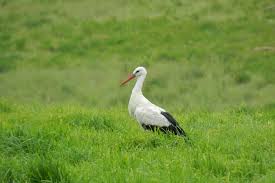 Attēlu rezultāti vaicājumam “Ciconia ciconia”