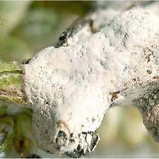 Attēlu rezultāti vaicājumam “Fuligo cinerea”