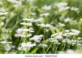 Attēlu rezultāti vaicājumam “Umbelliferae”