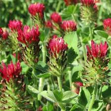 Image result for Trifolium incarnatum