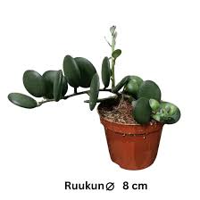 Image result for Mehikasvi