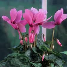 Image result for Cyclamen persicum