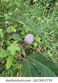 Image result for pohon semalu images