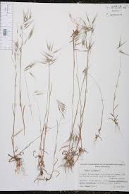 Attēlu rezultāti vaicājumam “Anisantha tectorum”