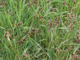 Attēlu rezultāti vaicājumam “Luzula campestris”