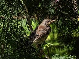 Attēlu rezultāti vaicājumam “Turdus pilaris juvenile”