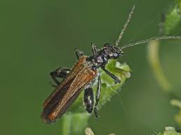 Attēlu rezultāti vaicājumam “Oedemera femorata”