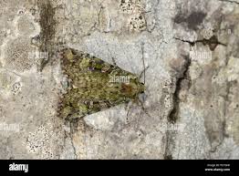 Attēlu rezultāti vaicājumam “Anaplectoides prasina”