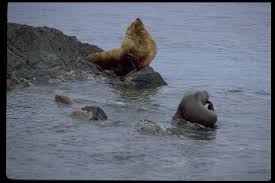 Image result for Eumetopias jubatus