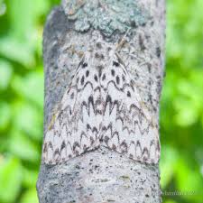 Attēlu rezultāti vaicājumam “Lymantria monacha imago”