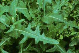 Attēlu rezultāti vaicājumam “Sonchus arvensis subsp. uliginosus leaf”